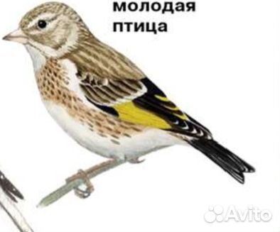 Певчие лесные птицы