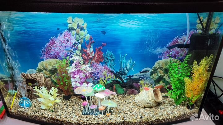 Аквариум