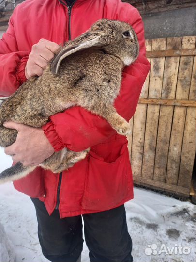 Кролики порода серый великан и белый панон