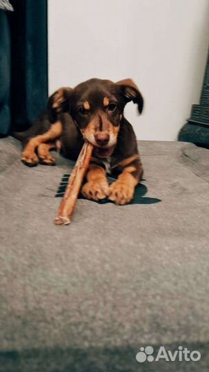 Щенок Бублик ищет семью