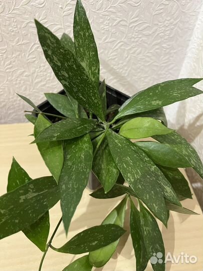 Хойя грацилис изящная