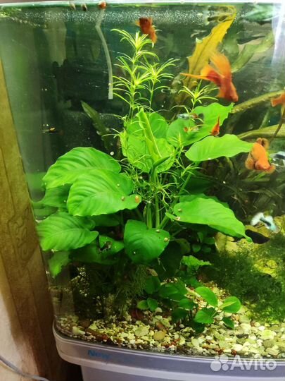 Аквариумные растения анубиас