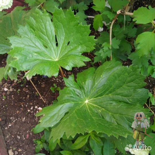 Сангвисорба, хауттюния. Редкие цветы для сада