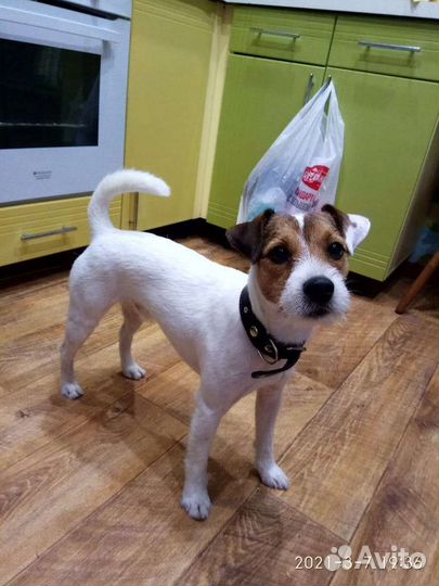 Вязка Рассел Парсон