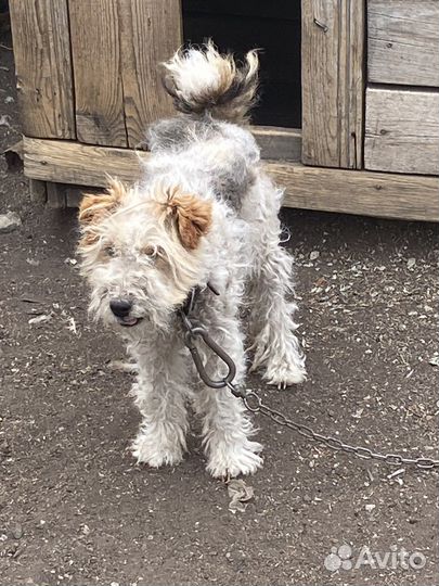 Фокстерьер