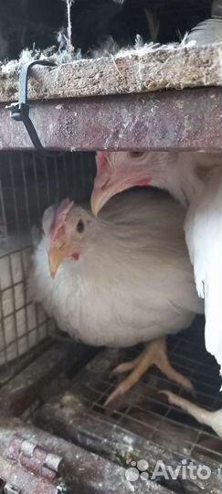 Куры молодки