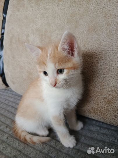 Отдадим котёнка в добрые руки