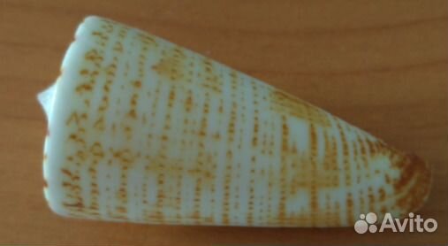 Морская раковина