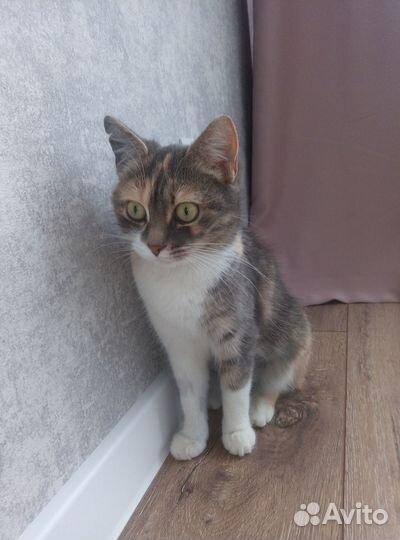 Трехцветная кошечка