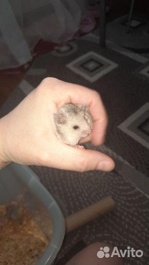 Сирийский хомяк