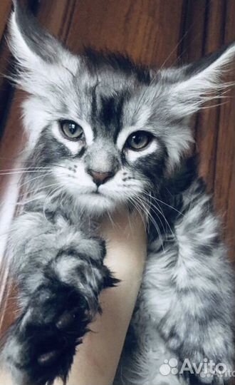 Мейнкун полидакты и классики вязка