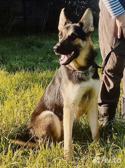 В добрые руки бесплатно