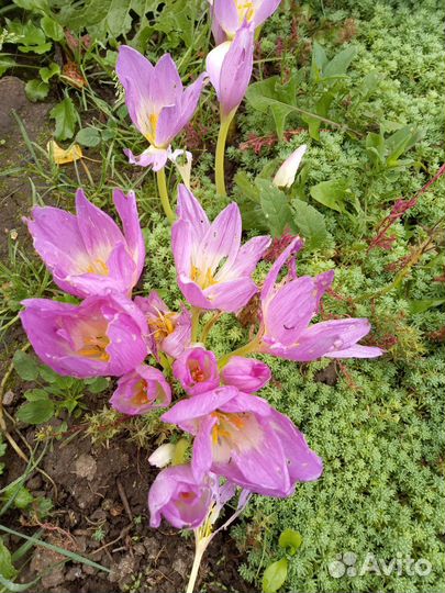 Цветы комнатные и уличные