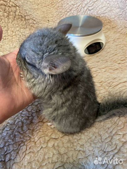 Малыши от ангорских шиншилл