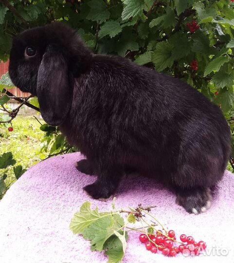 Декоративный вислоухий кролик