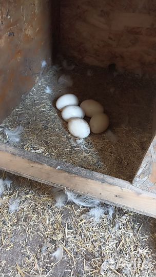 Мускусные утки