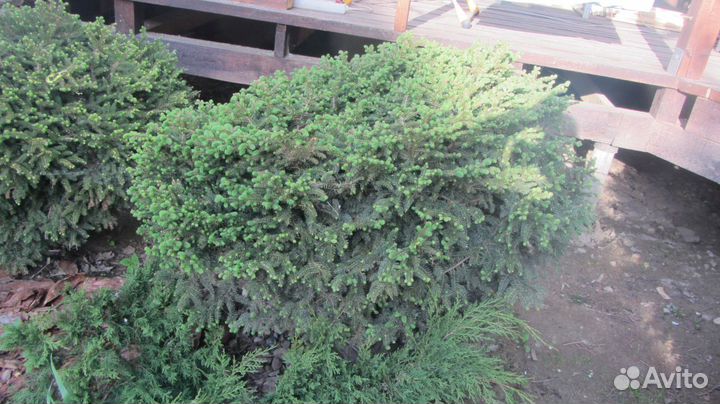 Голубая ель. Ель подушковидная. Метасеквойя. Туя