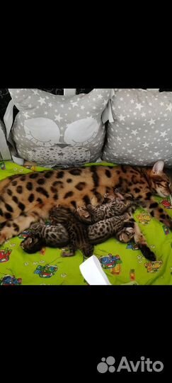 Бенгальская