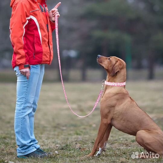 Дрессировка собак