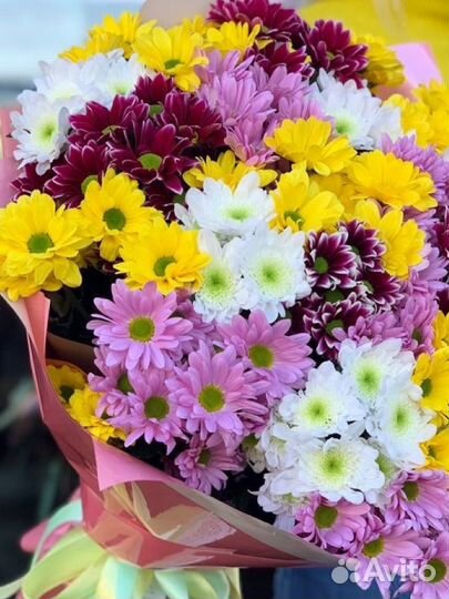 Хризантема