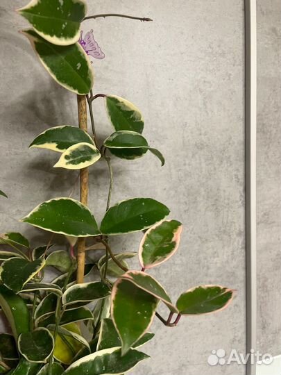 Хойя на срез