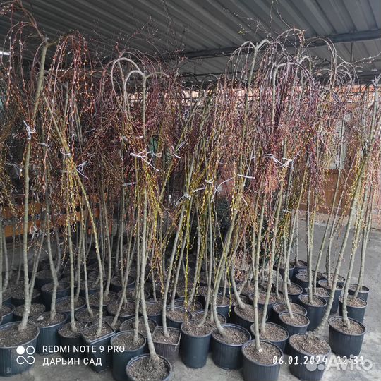 Верба на штамбе пендула