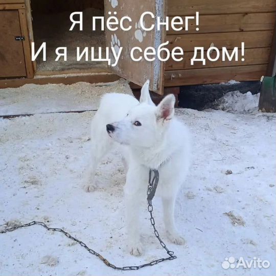 Пес в добрые руки