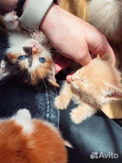 Отдам котят в добрые руки