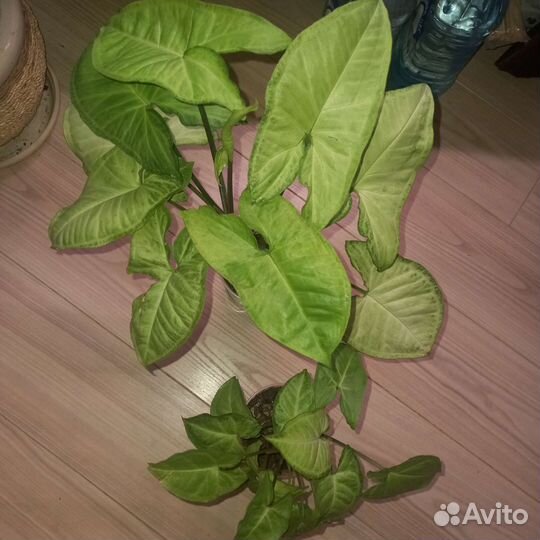 Сингониумы разные