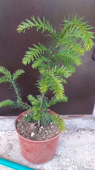 Тис ягодный