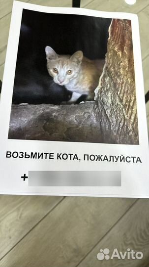 Коты в добрые руки