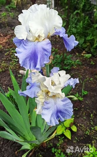 Ирисы