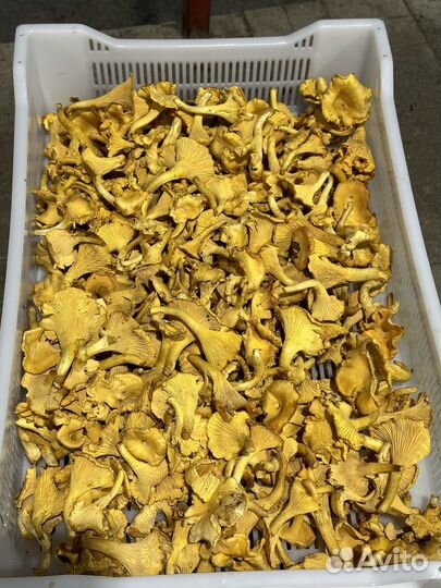 Лисички свежие