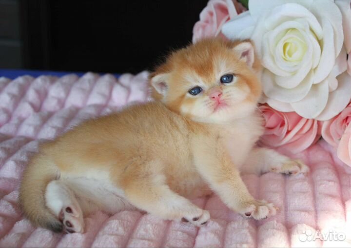 Британские золотые шиншиллы