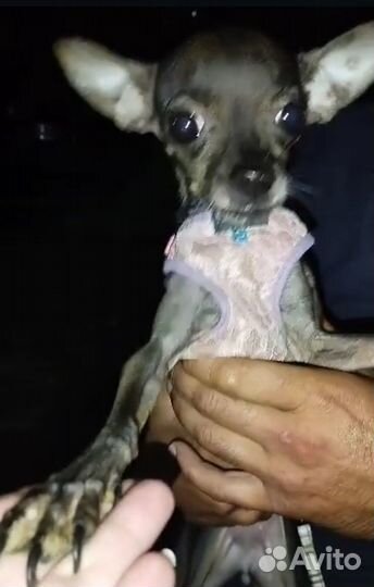 Мини той-терьер щенки