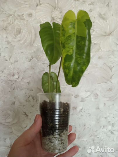 Филодендрон Бурле маркс вариегатный