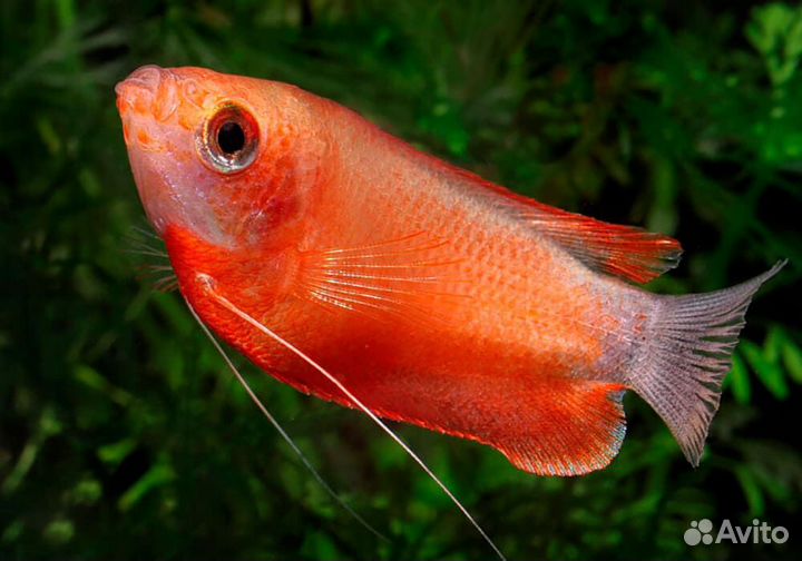 Гурами красный. Гурами медовый