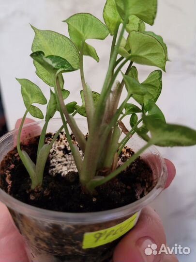 Сингониум ангел бэби