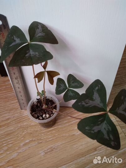 Оксалис сортовой