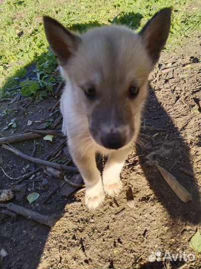 Западно сибирская лайка