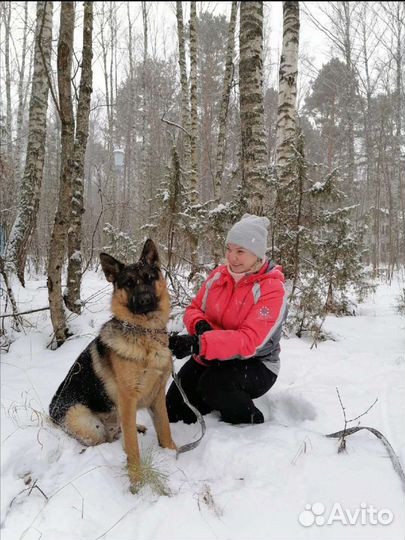 Дрессировка собак, коррекция поведения