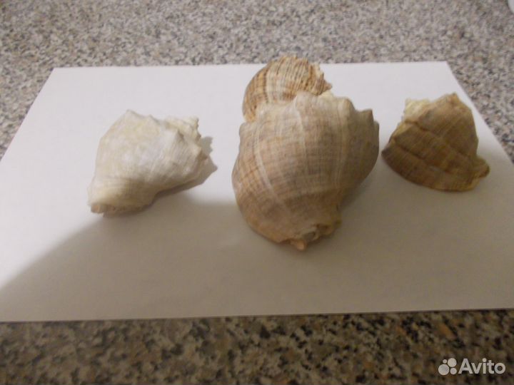 Раковины морских моллюсков