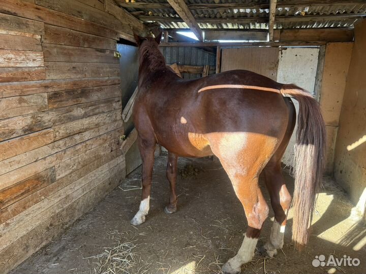 Лошадь жеребец