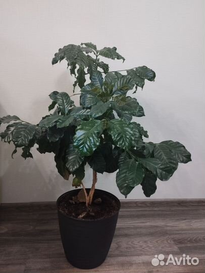 Кофейное дерево