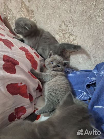 Шотландская