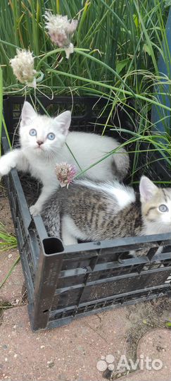 Котята от Сиамского кота