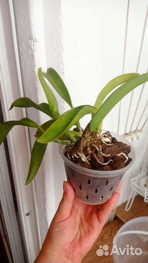 Орхидея каттлея