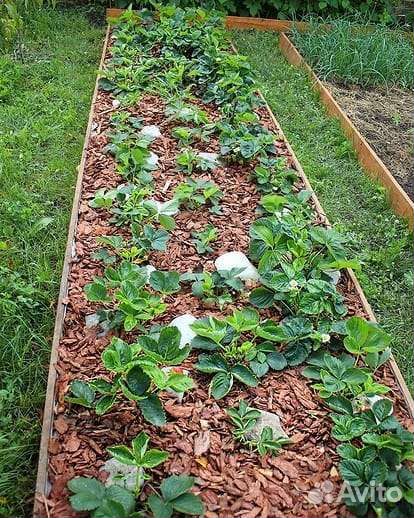 Кора сибирской лиственницы