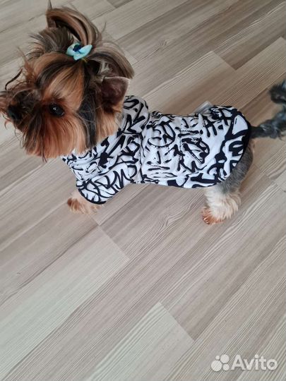 Одежда для собак