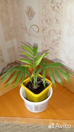 Сансевиерия